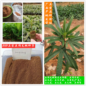 2021年广西新鲜采摘正宗成熟五指毛桃种子五叉虎五指牛奶药材种苗