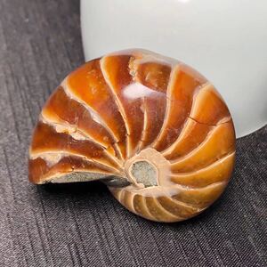 天然海螺化石玉化螺宝石裸石摆件手把吊坠车挂招财玉石日常送礼