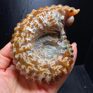 天然螺化玉羊角螺化石窦唯螺家居桌面摆饰装饰品时尚摆件石雕现货