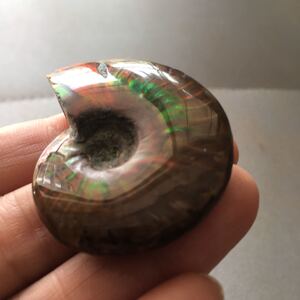 天然海螺化石斑彩螺玉化螺摆件吊坠包挂车挂宝石裸石装饰孩子科普