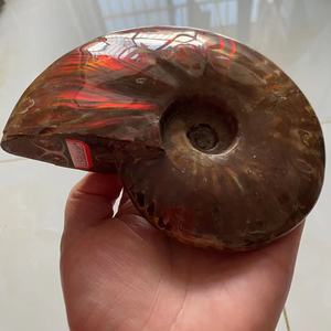 天然海螺化石斑彩螺彩光螺摆件客厅店铺办公室家具桌面时尚装饰品