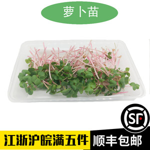 新鲜萝卜苗盒装15g中西餐蔬菜沙拉摆盘商用芽苗菜红杆萝卜幼苗