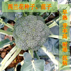 西兰花菜种子西兰苔种籽苗大全曼陀罗绿青花菜四季种孑西蓝花蔬菜