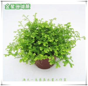 【海天一色】迷你观赏蕨类盆栽植物 水陆缸植物 金星珊瑚蕨