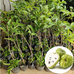 释迦树苗 台湾正宗番荔枝嫁接水果树苗佛陀果树苗盆栽地载包邮