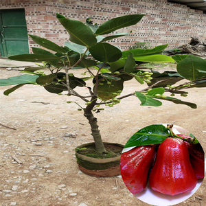 莲雾树苗 黑金刚大叶红嫁接果苗南北方种植新品种水果盆栽地载