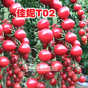 小番茄种子孑超甜小柿子粉贝贝圣女果种籽苗四季阳台菜园大棚佳妮