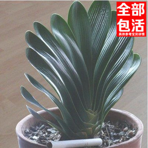 和尚君子兰苗
