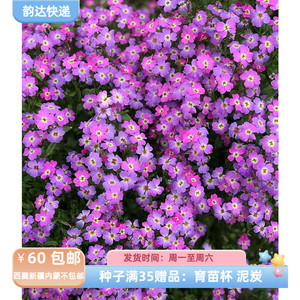 【种子】一年生   芳香甜美花香  弗吉尼亚紫罗兰 闪耀春天 20粒