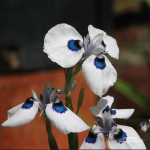 【球根】多年生 孔雀肖鸢尾 moraea aristata 1球