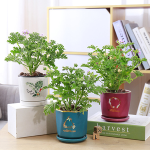 驱蚊草盆栽花苗驱虫防蚊香草办公室内绿色植物夏天卧室植物