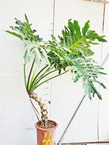 赵琴0818淘宝鸿信春羽龙鳞杆老桩室内大小盆栽一物一拍水培绿植吸