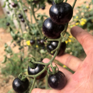 黑番茄种子四季春播高产小菜种番茄大籽非转基因水果盆栽稀有特菜