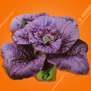 紫崧保健菜早熟高档叶菜种子紫生菜青菜油菜有机春秋四季播种盆栽