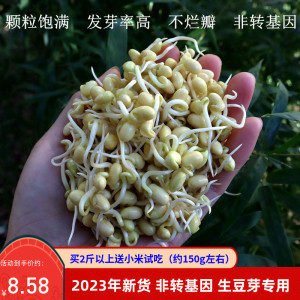 豆芽专用黄豆非转基因小黄豆生黄豆芽2023新货芽苗菜农家自种500g