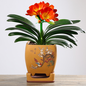 微短叶君子兰盆栽含盆高档名贵长春鸿运当头元宝君子兰大宽叶圆头