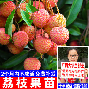 荔枝苗嫁接苗盆栽阳台桂味糯米糍无核荔枝苗树南方种植荔枝果苗