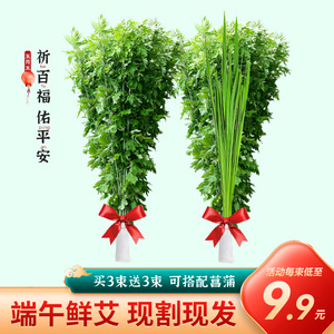 端午节艾叶新鲜艾草整棵挂门花束菖蒲晒干艾草叶家用驱蚊野生艾蒿