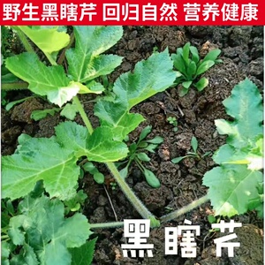 新鲜黑瞎芹老桑芹东北特产山芹菜山野菜饺馅嫩芹菜特色食材香味浓