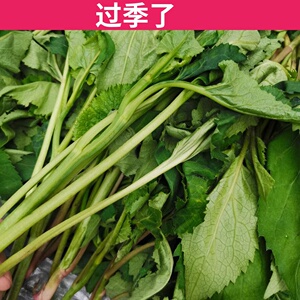 东北野菜大耳毛