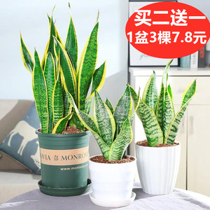 虎尾兰花盆陶瓷