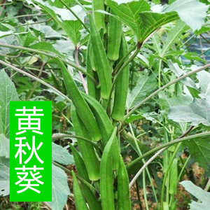 黄秋葵种孑阳台蔬菜苗秧苗南方种植红秋葵种子春播四季水果菜种籽