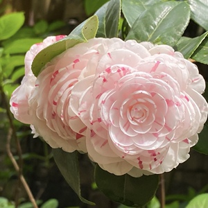 白色十八学士山茶花树苗盆栽地栽庭院阳台花卉植物室内花园好养活