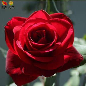 00同款货源妞妞19930937淘宝【卓昂玫瑰园精选】林肯先生 美国