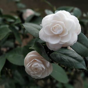 原生纯正白十八学士茶花树苗盆栽带花苞当年开花山茶花苗耐寒绿植