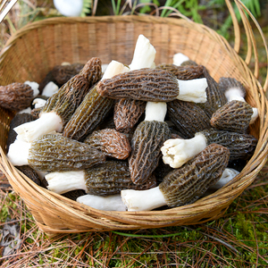 恩施羊肚菌