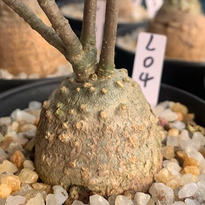 火星人块根 实生多肉植物fockea edulis  花卉盆栽 一物一拍 包邮