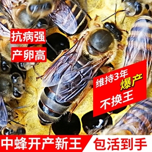 中华蜜蜂杂交阿坝黑王中蜂高产王蜂王种王开产王活体土蜂红环双色