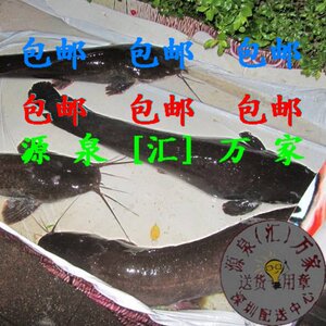 塘鲺鱼新鲜