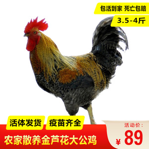散养金芦花公鸡土鸡活苗纯种汶上芦花鸡活体大型公鸡活鸡包活到家