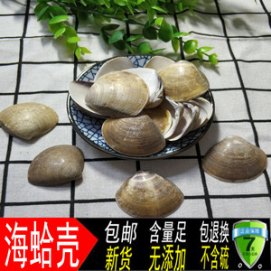 中药材蛤壳 500g 海蛤壳 文蛤贝壳 蛤壳粉包邮