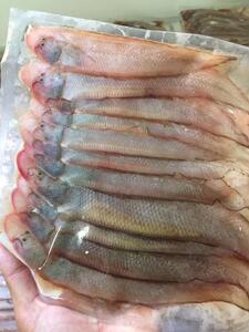 潮汕揭阳惠来神泉本港红禅中龙舍踏板鱼红利鱼舌头鱼3-4条