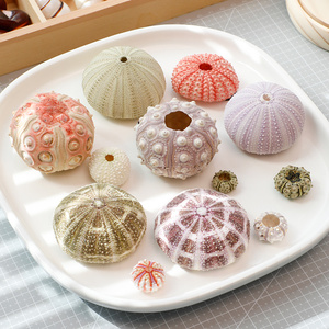 天然海胆壳贝壳标本海螺创意手工diy装饰海胆灯材料空气凤梨花盆