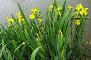 水生花卉水草挺水植物鱼塘池塘绿化植物蝴蝶兰黄菖蒲黄花鸢尾苗