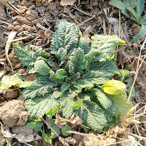 新鲜蛤蟆草荔枝草拍下单后现挖太行山野长中药材干的发也发同重量