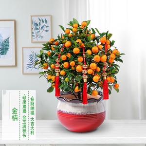 武汉年宵花金钱橘桔子树盆栽同城包送