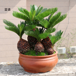 铁树盆栽 多头艺术名贵盆景送礼品长辈领导 室内绿植高档植物老桩