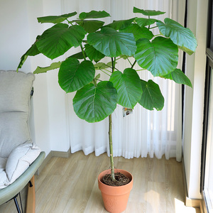 爱心榕大型绿植盆栽 阔叶心叶榕 室内客厅四季常青网红观叶植物