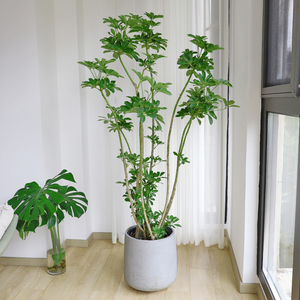 造型鸭脚木盆栽 室内办公室客厅大型绿植七叶莲 净化空气吸甲醛