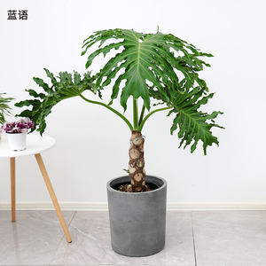 龙鳞春羽老桩大型春雨绿植盆栽办公室客厅盆景净化空气室内大植物