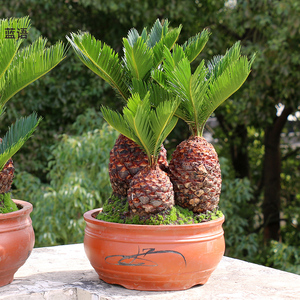 定制铁树盆栽 多头艺术名贵盆景送礼品长辈领导 室内绿植高档植物