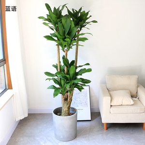 00雅绿园淘宝大金心也门铁盆栽千年木巴西铁青叶绿植吸甲醛观叶植物