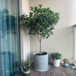 桂花树盆栽 四季桂四季开花 别墅庭院植物阳台户外露天花卉大绿植