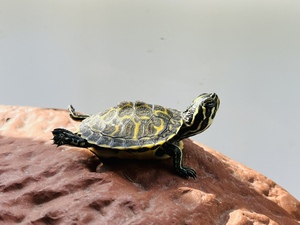 超萌微笑脸纯种小乌龟(直播专拍链接)