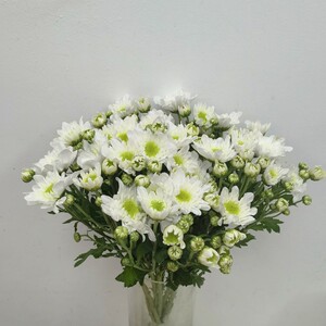 雏菊瑞白多头小菊花水养插花家庭花束花期长北京同城鲜花速递包邮