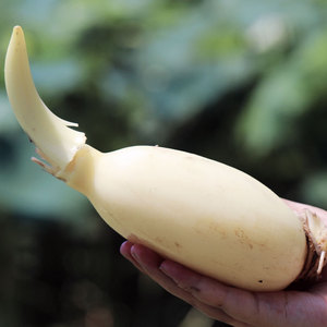 洪湖青泥巴脆藕4斤|新花莲藕头水果藕藕尖脆甜清爽